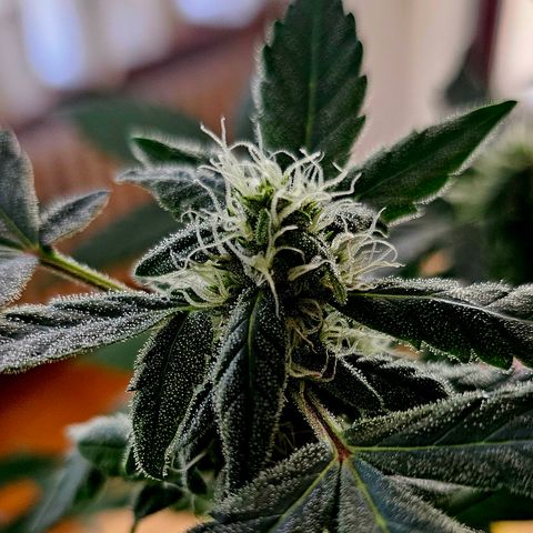 Amnesia Haze Auto #2 growlog timeline photo