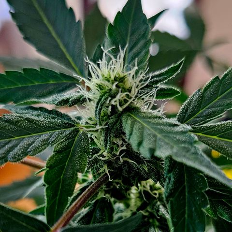 Amnesia Haze Auto #2 growlog timeline photo