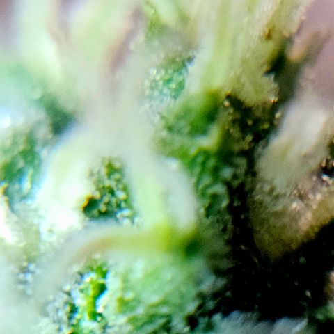 Lemon Auto #5 growlog timeline photo