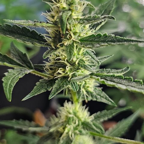 Lemon Auto #5 growlog timeline photo