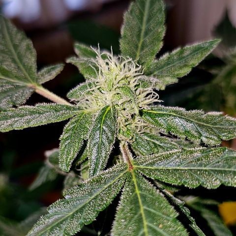 Amnesia Haze Auto #2 growlog timeline photo