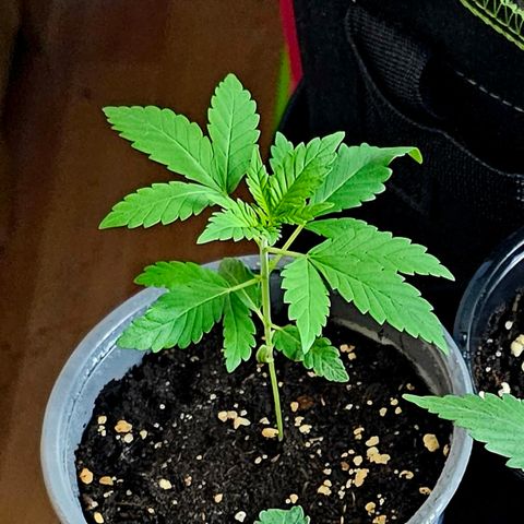 Stinky May #1 growlog timeline photo