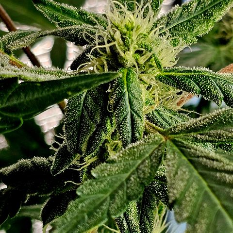Amnesia Haze Auto #2 growlog timeline photo