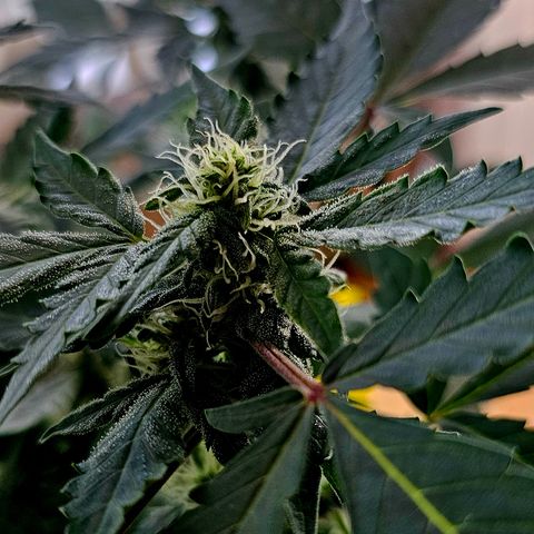 Amnesia Haze Auto #2 growlog timeline photo