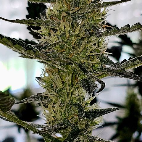 Lemon Auto #5 growlog timeline photo