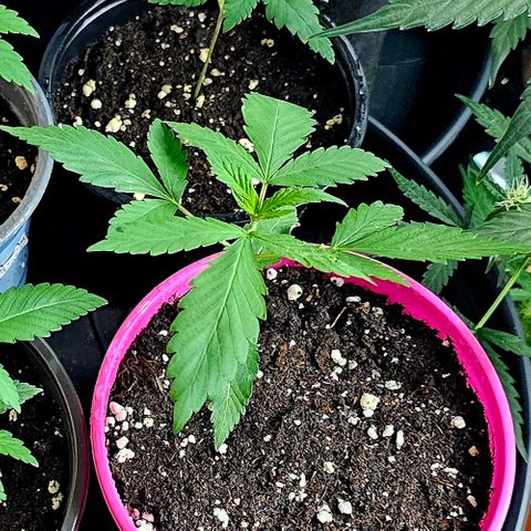 April Ape #2 growlog timeline photo
