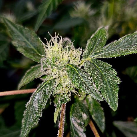Amnesia Haze Auto #2 growlog timeline photo