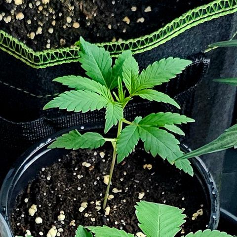 Stinky May #2 growlog timeline photo