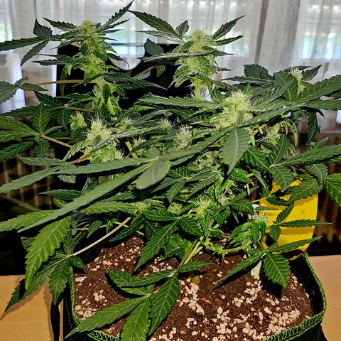 Amnesia Haze Auto #2 growlog timeline photo