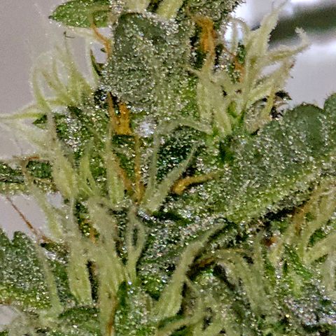 Lemon Auto #5 growlog timeline photo