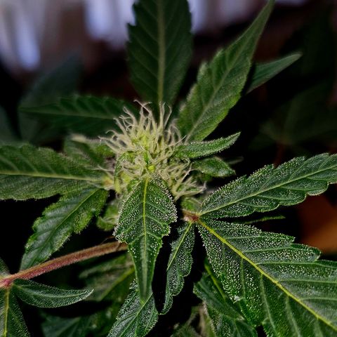 Amnesia Haze Auto #2 growlog timeline photo