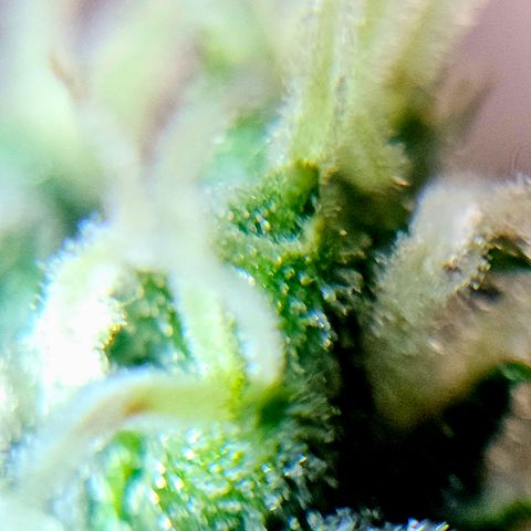 Lemon Auto #5 growlog timeline photo