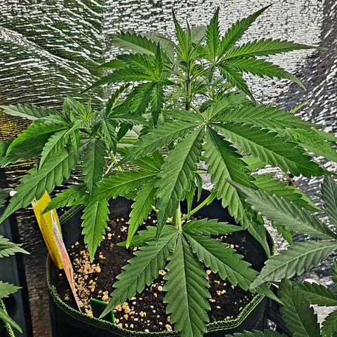 Sunset Sherbet Auto #1 growlog timeline photo