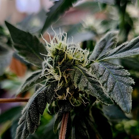 Amnesia Haze Auto #2 growlog timeline photo