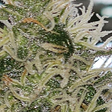 Lemon Auto #5 growlog timeline photo