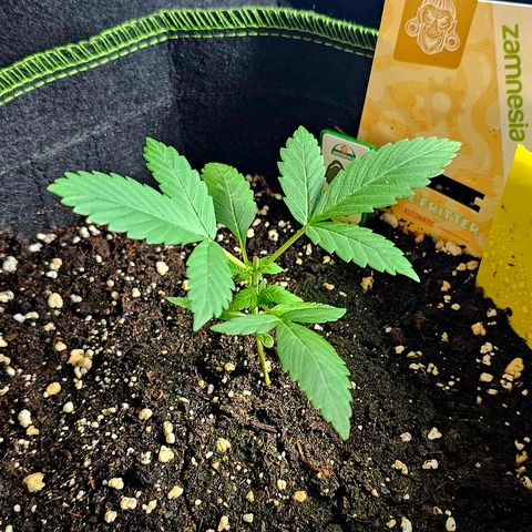 Apple Fritter Auto #1 growlog timeline photo