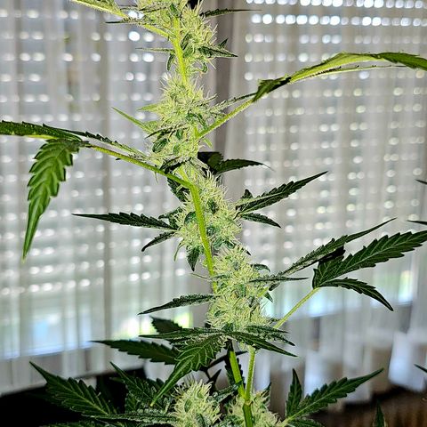 Lemon Auto #5 growlog timeline photo