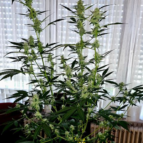 Lemon Auto #5 growlog timeline photo
