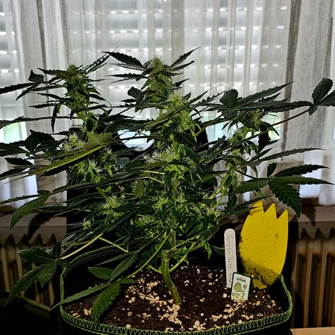 Amnesia Haze Auto #2 growlog timeline photo