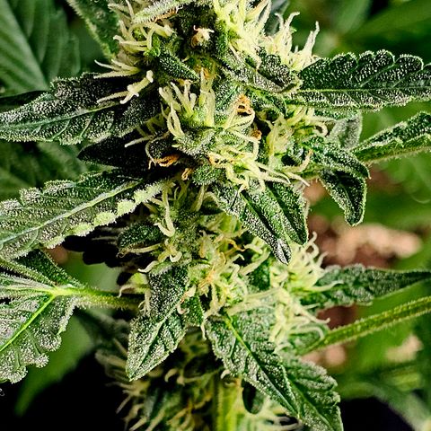 Lemon Auto #5 growlog timeline photo