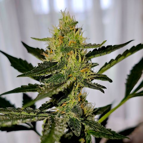 Lemon Auto #5 growlog timeline photo