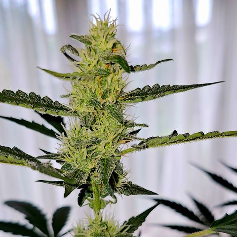 Lemon Auto #5 growlog timeline photo