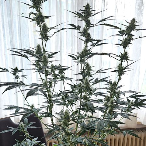Lemon Auto #5 growlog timeline photo