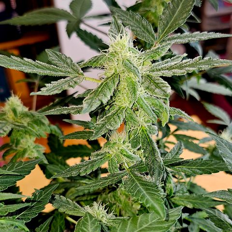 Amnesia Haze Auto #2 growlog timeline photo