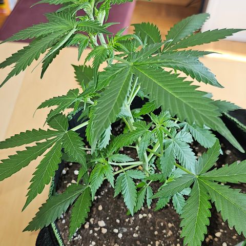 Do-Si-Dos #1 growlog timeline photo