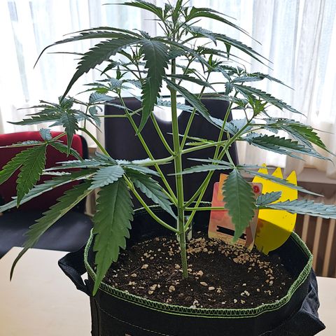 Sunset Sherbet Auto #1 growlog timeline photo