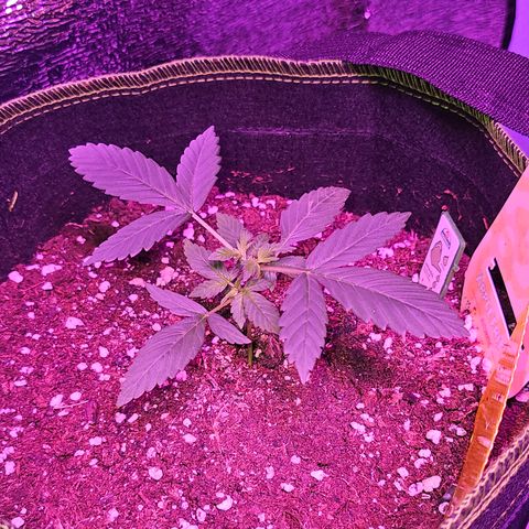 Apple Fritter Auto #1 growlog timeline photo