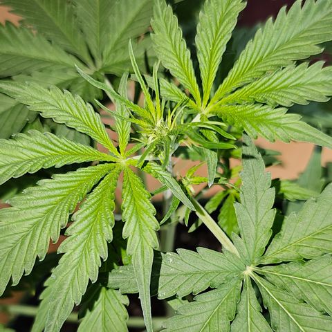 Sunset Sherbet Auto #1 growlog timeline photo