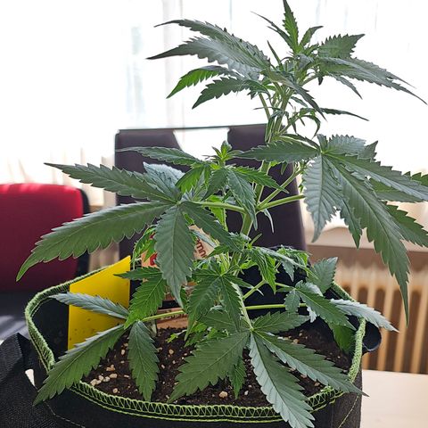 Do-Si-Dos #1 growlog timeline photo