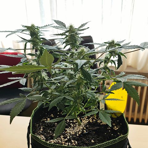 Amnesia Haze Auto #2 growlog timeline photo