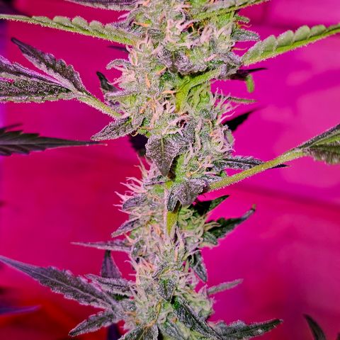 Lemon Auto #5 growlog timeline photo