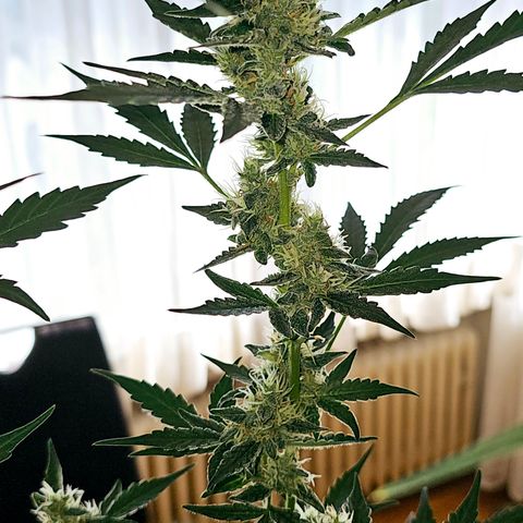 Lemon Auto #5 growlog timeline photo