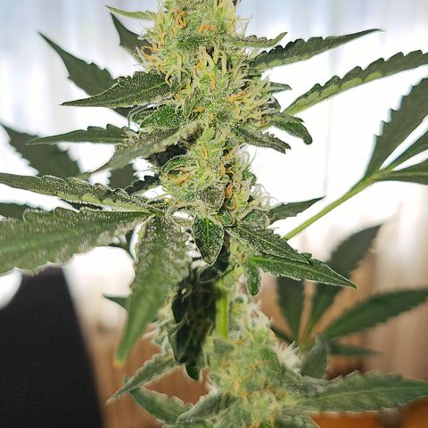 Lemon Auto #5 growlog timeline photo