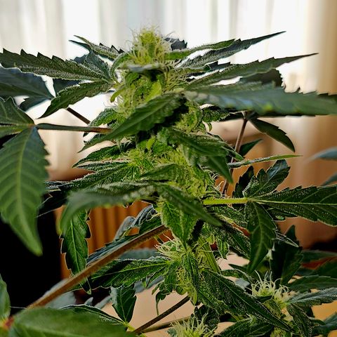 Amnesia Haze Auto #2 growlog timeline photo