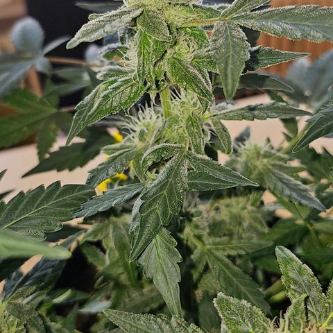 Amnesia Haze Auto #2 growlog timeline photo