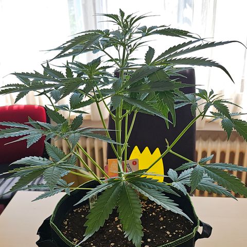 Sunset Sherbet Auto #1 growlog timeline photo