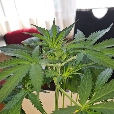 Sunset Sherbet Auto #1 growlog timeline photo