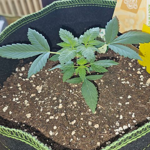 Apple Fritter Auto #1 growlog timeline photo