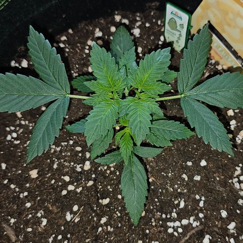 Apple Fritter Auto #1 growlog timeline photo