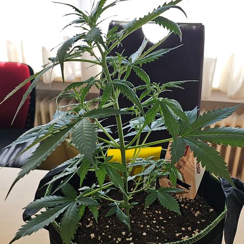 Do-Si-Dos #1 growlog timeline photo