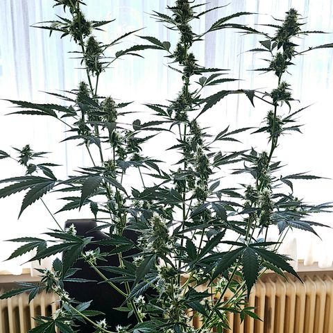 Lemon Auto #5 growlog timeline photo