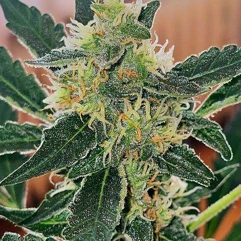 Lemon Auto #5 growlog timeline photo
