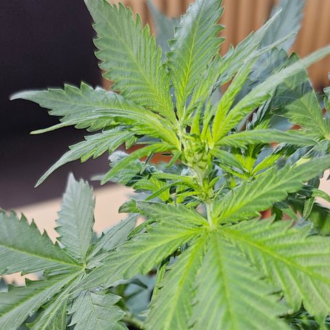 Do-Si-Dos #1 growlog timeline photo