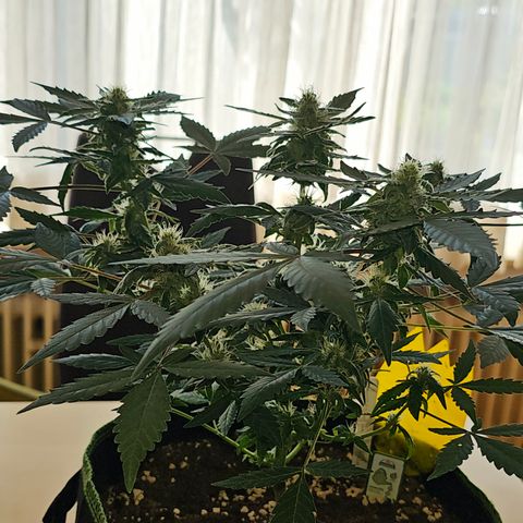 Amnesia Haze Auto #2 growlog timeline photo