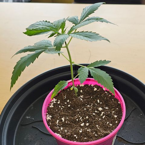 April Ape #2 growlog timeline photo