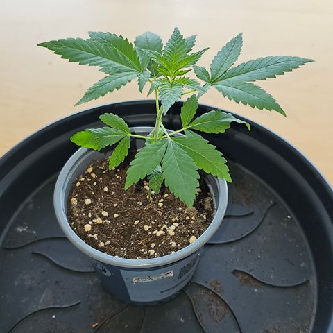 Stinky May #1 growlog timeline photo